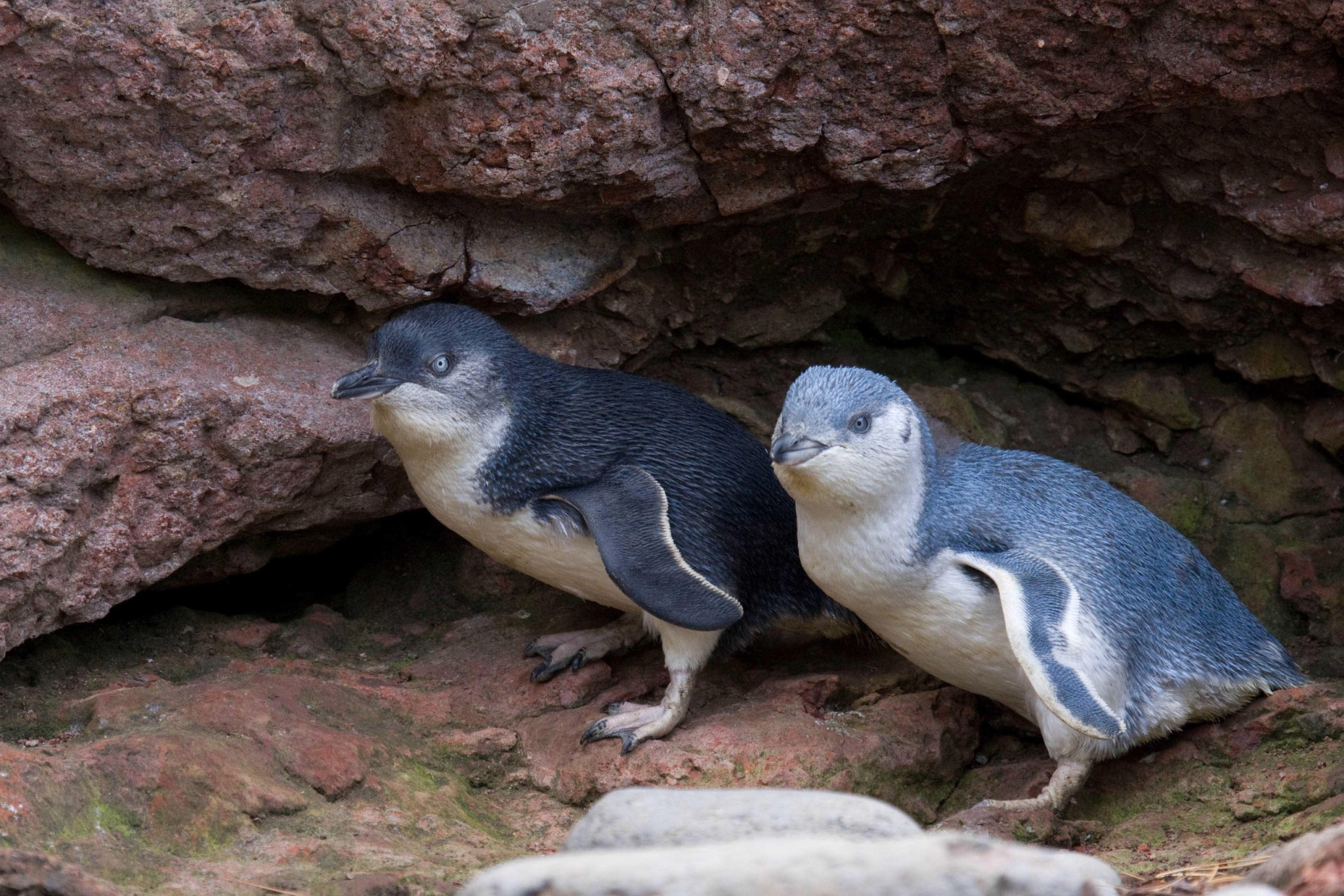 Experience the charm of Pōhatu's Little Penguin colony witnessing these adorable creatures in their natural habitat while learning about vital conservation efforts and their unique behaviors.
